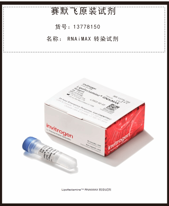 Lipofectamine RNAiMAX 转染试剂13778150赛默飞Thermo