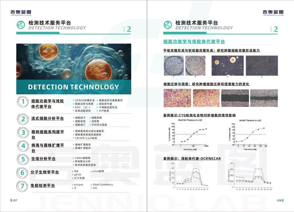 M-1小鼠腎集合管細胞系