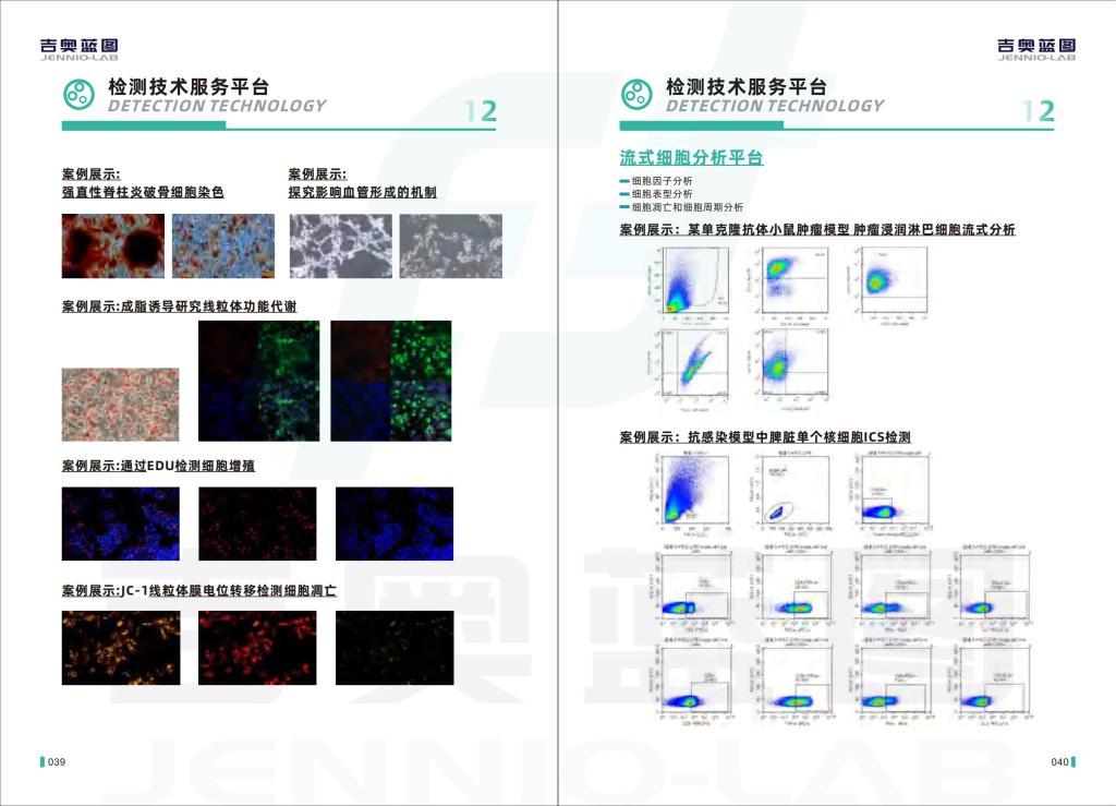 M-1小鼠腎集合管細(xì)胞系