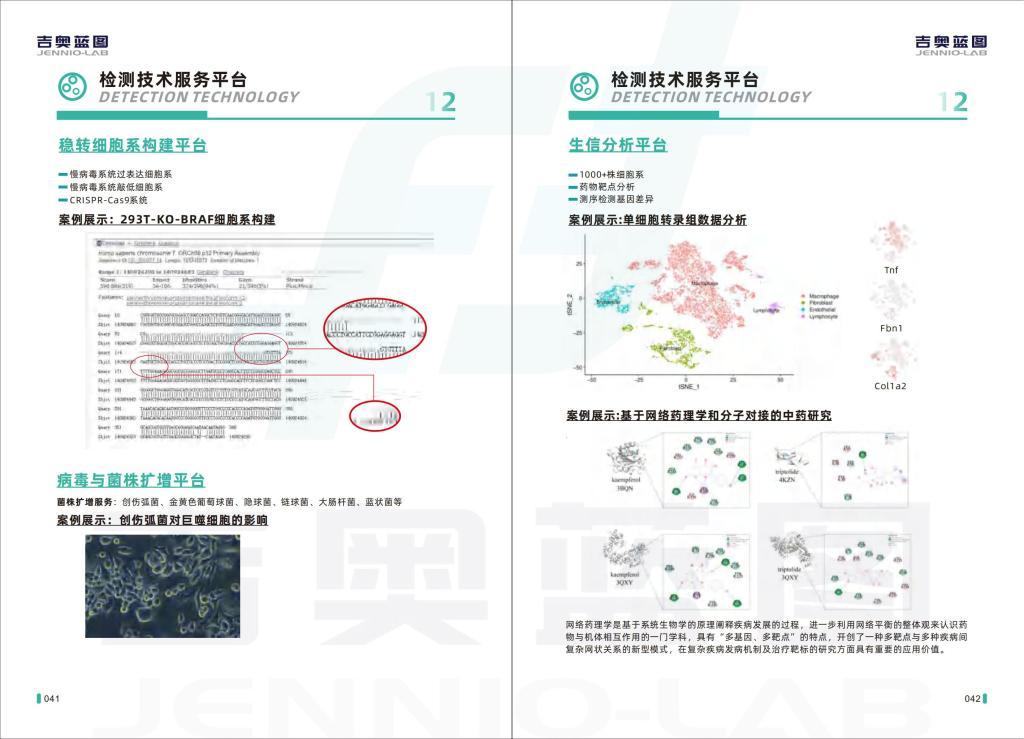 M-1小鼠腎集合管細胞系