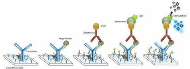 人血纤蛋白(fibrin)elisa试剂盒