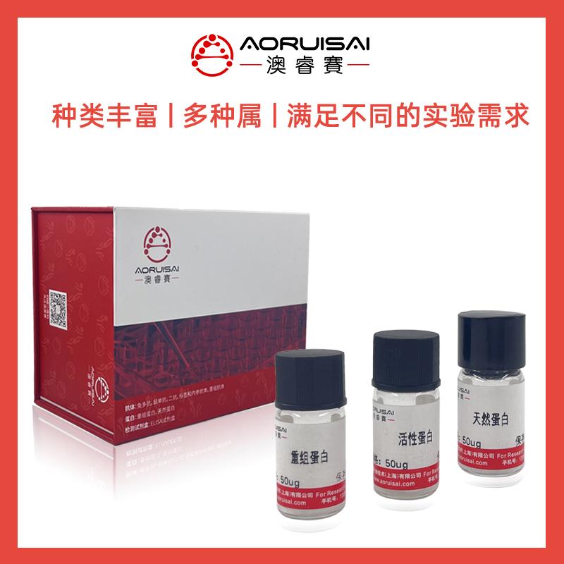 Recombinant?Yersinia?pestis?Putative?accessory?processing?protein(hmwC),partial