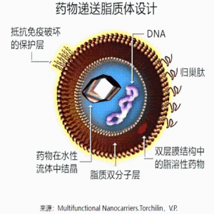 靶向抗體偶聯(lián)脂質(zhì)體/脂質(zhì)納米粒