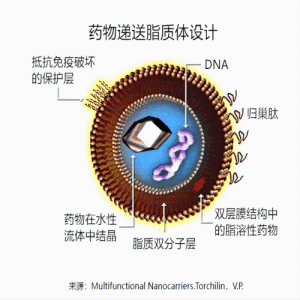 載DNA陽離子脂質(zhì)納米顆粒 LNP-DNA