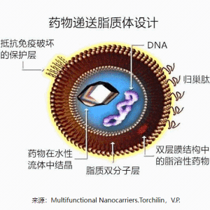 靶向蛋白偶聯(lián)脂質(zhì)體/脂質(zhì)納米粒