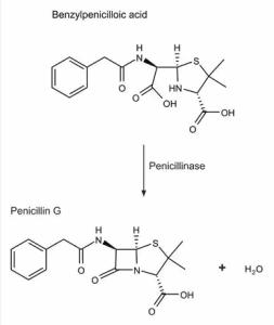 β-内酰胺酶（5ml溶液） 产品图片