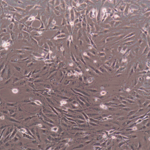 GDM-1细胞 产品图片