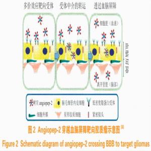 脑靶向肽Angiopep-2和细胞穿模肽CPPs共修饰胶束