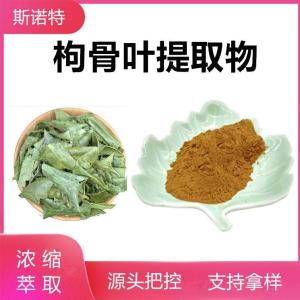 枸骨叶提取物 浓缩粉 低温萃取 80目 枸骨叶粉 可试样