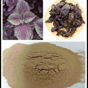 紫苏叶提取物  紫苏叶浸膏