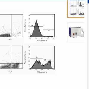 BD	 556547   Annexin V FITC Apop Dtec Kit I 100Tst 凋亡检测试剂盒