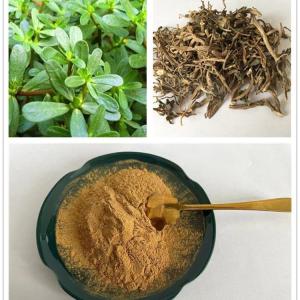 马齿苋提取物   马齿苋浓缩粉