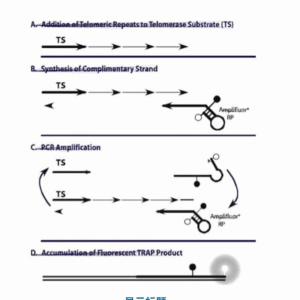 Sigma  S7710 TRAPeze Kit RT Telomerase Detection Kit端粒酶检测试剂盒