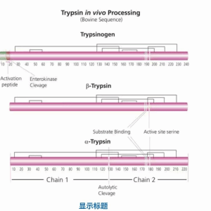 Sigma T1426-100MG 100mg 胰蛋白酶 来源于牛胰腺