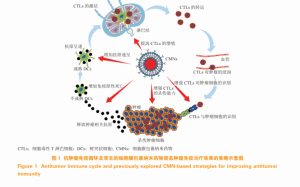定制生物膜/细胞膜包裹纳米颗粒CMNs递送药物