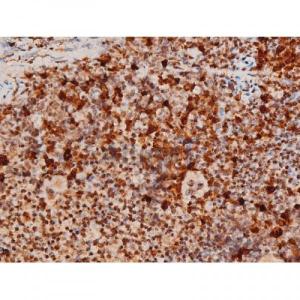 Phospho-JNK1/2/3 (Thr183+Tyr185) Antibody #（AF3318)现货供应