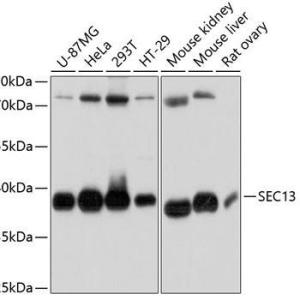 SEC13 Polyclonal Antibody #（27544）现货供应