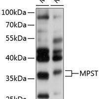 MPST Polyclonal Antibody #(27541)现货供应