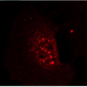 Akt(Phospho-Thr308) Antibody #(11055)现货供应