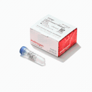 Lipofectamine™ RNAX 轉(zhuǎn)染試劑