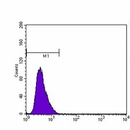 beta-Actin