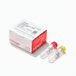 Lipofectamine™ 3000 转染试剂