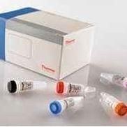 莫氏立克次体核酸检测试剂盒（荧光PCR法）