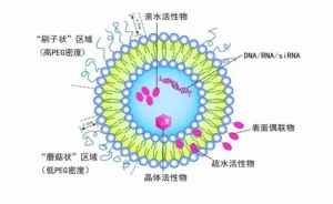 cRGD修饰负载核酸的阳离子脂质体纳米颗粒 Span-LNP@RNA