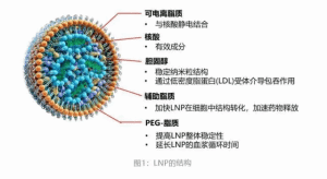 阿昔洛韦棕榈酸酯脂质体Lipsome@ Acyclovir palmitate