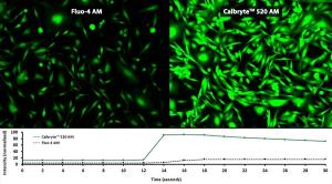 新型钙离子荧光探针Calbryte 520, AM  货号20650 产品图片