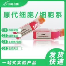 HMC1 Cell;HMC-1 人肥大细胞培养条件 产品图片