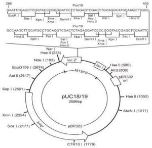 PUC18质粒