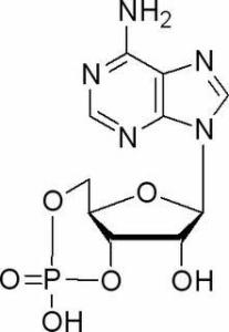 环磷酸腺苷60-92-4