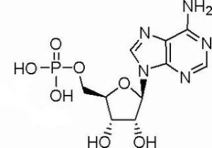 5-腺苷一磷酸61-19-8