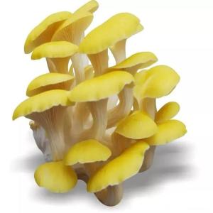 金顶侧耳粉 水溶提取浓缩粉 黄金菇粉 榆黄蘑粉