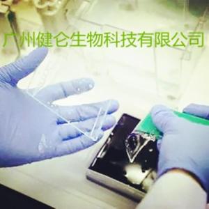 美洲锥虫病IFA荧光玻片法检测试剂盒（恰加斯病）