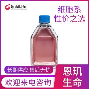 大鼠雪旺细胞RSC96