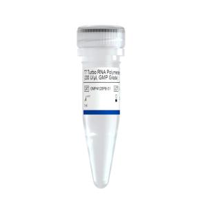 T7 Turbo RNA Polymerase (200 U/ul, GMP Grade) 产品图片