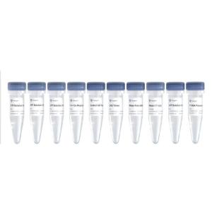 EasyCap T7 Co-transcription Kit with CAG Trimer 产品图片