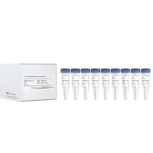 T7 High Yield RNA Transcription Kit
