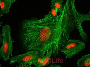 Fluorescein 488-Phalloidin(荧光素488标记鬼笔环肽)
