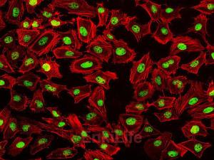 Fluorescein 555-Phalloidin(荧光素555标记鬼笔环肽)