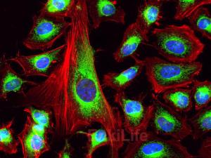 Fluorescein 633-Phalloidin(荧光素633标记鬼笔环肽)