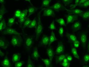 dsDNA Quantification Reagent (Green) 双链DNA定量试剂(绿色)