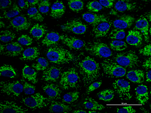 Mitochondrial Tracker (Green)(线粒体绿色荧光探针)
