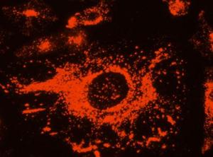 Lysosome Tracker (DeepRed)(溶酶体深红色荧光探针)