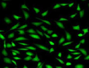 Fluo-3 AM(钙离子荧光探针,2mM)