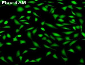 Fluo-4 AM(钙离子荧光探针)