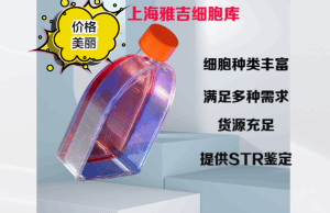 人间变性肺腺细胞calu6 产品图片