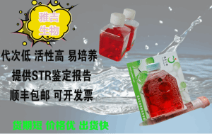 人甲状腺细胞BCPaP 产品图片